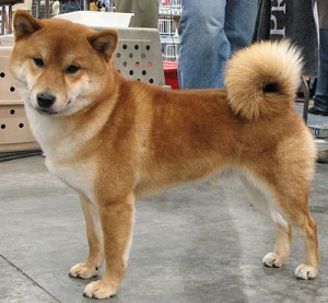 Seba Inu